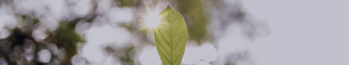 gros plan de la main d'un homme tenant une feuille verte avec un arrière-plan flou